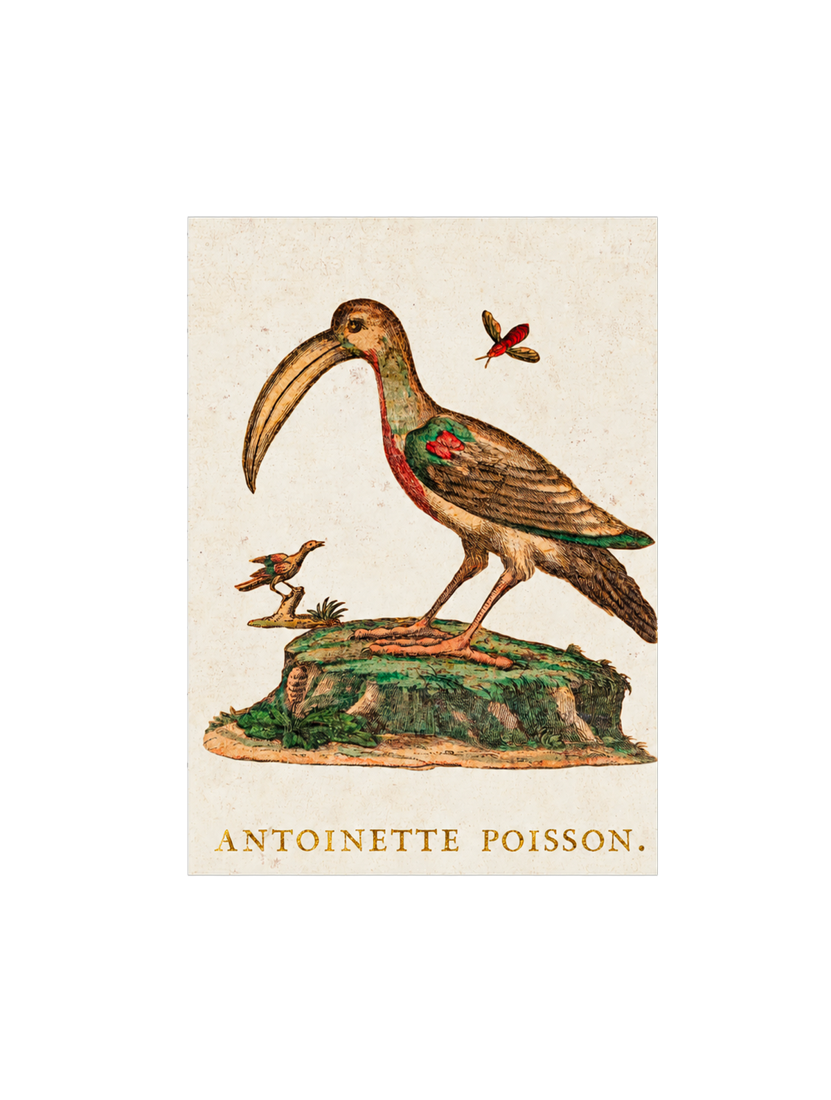 Petit cahier "Les oiseaux"