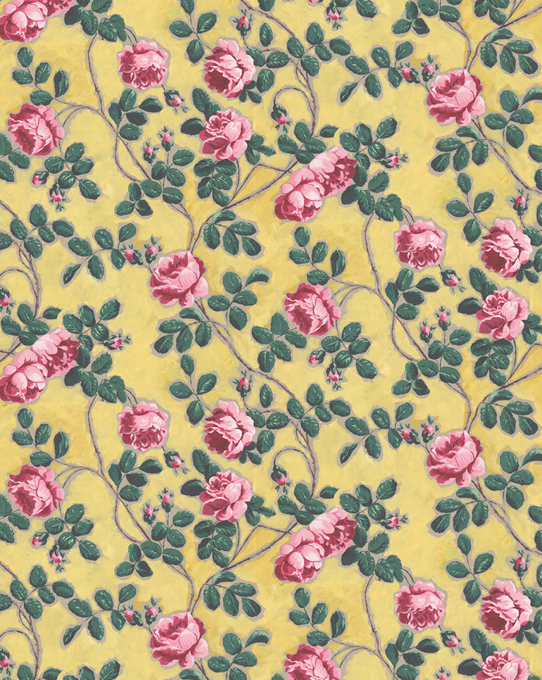 Papier peint "Roses Pompadour"